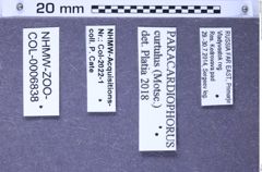 Etiketten zu Paracardiophorus curtulus (Motschulsky, 1860) (NHMW-ZOO-COL-0006838)